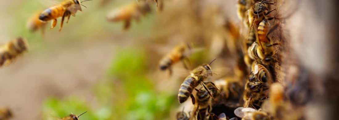A bee colony being relocated rather than destroyed